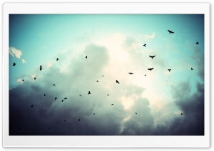 Birds In Flight Ultra HD Wallpaper for 4K UHD Widescreen desktop, tablet & smartphone