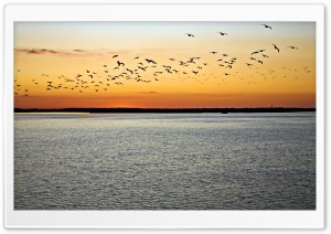 Birds In Flight, Sunset Ultra HD Wallpaper for 4K UHD Widescreen desktop, tablet & smartphone