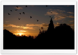 Birds In The Park, Sunset Ultra HD Wallpaper for 4K UHD Widescreen desktop, tablet & smartphone