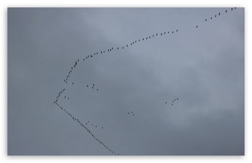 BIRDS IN THE SKY UP HIGH UltraHD Wallpaper for Wide 16:10 5:3 Widescreen WHXGA WQXGA WUXGA WXGA WGA ; 8K UHD TV 16:9 Ultra High Definition 2160p 1440p 1080p 900p 720p ; UHD 16:9 2160p 1440p 1080p 900p 720p ; Standard 4:3 5:4 3:2 Fullscreen UXGA XGA SVGA QSXGA SXGA DVGA HVGA HQVGA ( Apple PowerBook G4 iPhone 4 3G 3GS iPod Touch ) ; Tablet 1:1 ; iPad 1/2/Mini ; Mobile 4:3 5:3 3:2 16:9 5:4 - UXGA XGA SVGA WGA DVGA HVGA HQVGA ( Apple PowerBook G4 iPhone 4 3G 3GS iPod Touch ) 2160p 1440p 1080p 900p 720p QSXGA SXGA ;