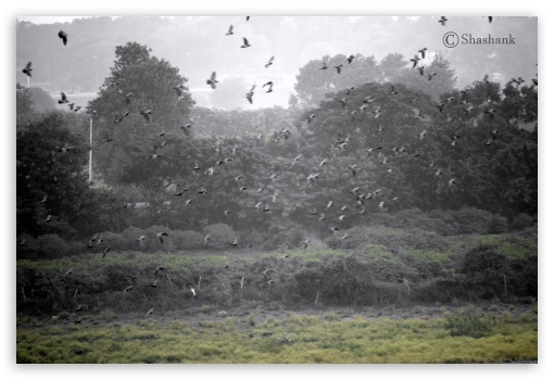 Birds Meet UltraHD Wallpaper for Fullscreen 3:2 ;