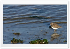 Birds Nature 2 Ultra HD Wallpaper for 4K UHD Widescreen Desktop, Lockscreen, Screensaver, TV, Tablet, Smartphone