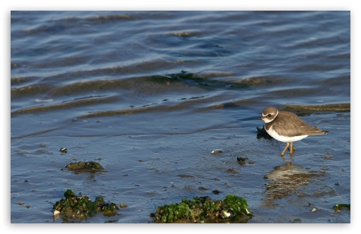 Birds Nature 2 UltraHD Wallpaper for HD 16:9 ; Widescreen 16:10 5:3 ; Fullscreen 4:3 5:4 3:2 ; Tablet 1:1 ; Mobile 3:5 3:4 ;