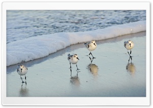 Birds On The Beach Ultra HD Wallpaper for 4K UHD Widescreen desktop, tablet & smartphone