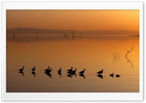 Birds On The Lake Ultra HD Wallpaper for 4K UHD Widescreen desktop, tablet & smartphone