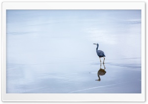 Birds Reflection In Water Ultra HD Wallpaper for 4K UHD Widescreen desktop, tablet & smartphone