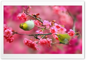 Birds, Spring, Blossom Ultra HD Wallpaper for 4K UHD Widescreen desktop, tablet & smartphone
