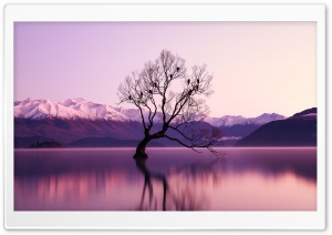 Birds, Tree, Lake, Water Ultra HD Wallpaper for 4K UHD Widescreen desktop, tablet & smartphone