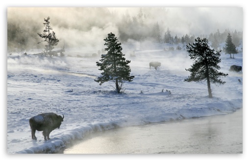 Bison In Winter UltraHD Wallpaper for HD 16:9 ; Widescreen 16:10 5:3 ; Fullscreen 4:3 5:4 3:2 ; Tablet 1:1 ; Mobile 3:5 3:4 ; Dual 16:10 5:3 16:9 4:3 5:4 ;