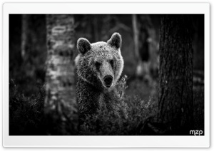 Black and White, Animal, Brown Bear, Finland, Forest, Wildlife 4K UHD Wallpaper for Widescreen and UltraWide Desktop, UltraHD TV, Smartphone, Tablet