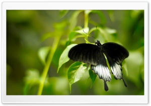 Black And White Butterfly Ultra HD Wallpaper for 4K UHD Widescreen desktop, tablet & smartphone