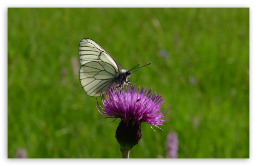 Black And White Butterfly UltraHD Wallpaper for 8K UHD TV 16:9 Ultra High Definition 2160p 1440p 1080p 900p 720p ; UltraWide 32:10 ; Widescreen 16:10 5:3 WHXGA WQXGA WUXGA WXGA WGA ; Fullscreen 4:3 5:4 3:2 UXGA XGA SVGA QSXGA SXGA DVGA HVGA HQVGA ( Apple PowerBook G4 iPhone 4 3G 3GS iPod Touch ) ; Tablet 1:1 ; Mobile 3:5 3:4 - ; Dual 16:10 5:3 4:3 5:4 WHXGA WQXGA WUXGA WXGA WGA UXGA XGA SVGA QSXGA SXGA ;