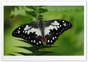 Black And White Butterfly Macro Ultra HD Wallpaper for 4K UHD Widescreen desktop, tablet & smartphone