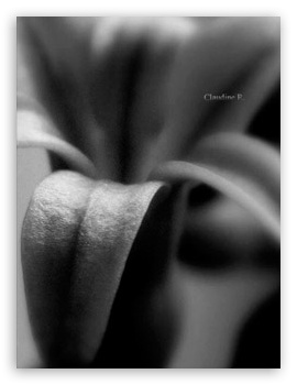 Black And White Flower UltraHD Wallpaper for Mobile 3:4 ;