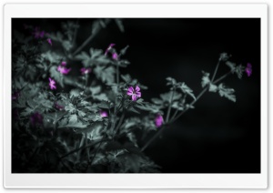 Black and White Flowers Ultra HD Wallpaper for 4K UHD Widescreen desktop, tablet & smartphone