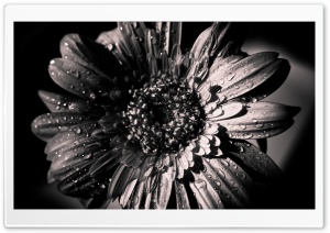 Black and White Gerbera Ultra HD Wallpaper for 4K UHD Widescreen desktop, tablet & smartphone