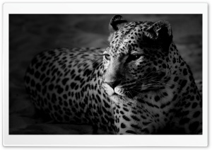 Black And White Jaguar Ultra HD Wallpaper for 4K UHD Widescreen desktop, tablet & smartphone