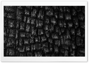 Black and White Juniper Tree Bark Texture 4K UHD Wallpaper for Widescreen and UltraWide Desktop, UltraHD TV, Smartphone, Tablet