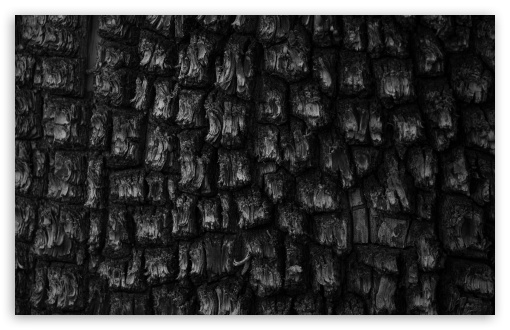 Black and White Juniper Tree Bark Texture UltraHD Wallpaper for UHD 16:9 ; HD 16:9 ; UltraWide 21:9 24:10 32:9 32:10 ; Widescreen 16:10 ; Fullscreen 3:2 ; Tablet 1:1 ; Mobile 9:16 9:19.5 9:20 9:21 9:22 ; Dual 16:10 16:9 ;