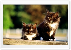 Black And White Kittens Ultra HD Wallpaper for 4K UHD Widescreen desktop, tablet & smartphone