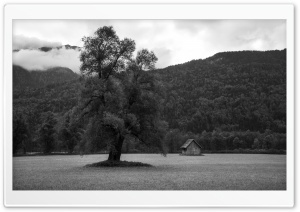 Black and White Lone Tree Landscape Austria 4K UHD Wallpaper for Widescreen and UltraWide Desktop, UltraHD TV, Smartphone, Tablet