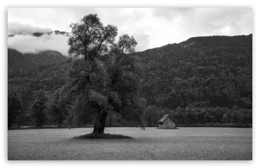 Black and White Lone Tree Landscape Austria UltraHD Wallpaper for UHD 16:9 ; HD 16:9 ; UltraWide 21:9 24:10 ; Widescreen 16:10 ; Fullscreen 3:2 ; Tablet 1:1 ; Mobile 9:16 9:19.5 9:20 9:21 9:22 ;