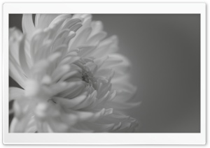 Black and White Mum Macro Ultra HD Wallpaper for 4K UHD Widescreen desktop, tablet & smartphone