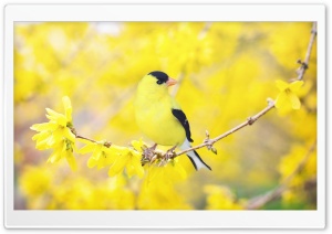 Black and Yellow Bird, Forsythia Flowers, Spring Ultra HD Wallpaper for 4K UHD Widescreen desktop, tablet & smartphone