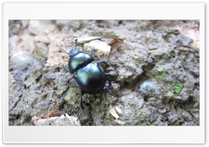 Black beetle Ultra HD Wallpaper for 4K UHD Widescreen desktop, tablet & smartphone