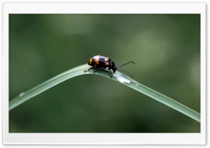 Black Beetles With Orange Spots Ultra HD Wallpaper for 4K UHD Widescreen desktop, tablet & smartphone