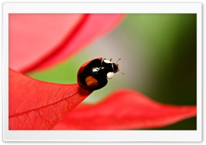 Black Beetles With Red Spots Ultra HD Wallpaper for 4K UHD Widescreen desktop, tablet & smartphone