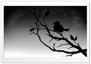 Black Bird Ultra HD Wallpaper for 4K UHD Widescreen desktop, tablet & smartphone