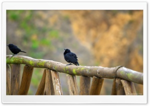 Black Birds Ultra HD Wallpaper for 4K UHD Widescreen desktop, tablet & smartphone