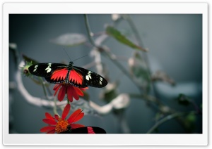Black Butterfly Ultra HD Wallpaper for 4K UHD Widescreen desktop, tablet & smartphone