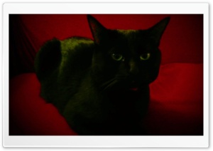 Black Cat 4K UHD Wallpaper for Widescreen and UltraWide Desktop, UltraHD TV, Smartphone, Tablet