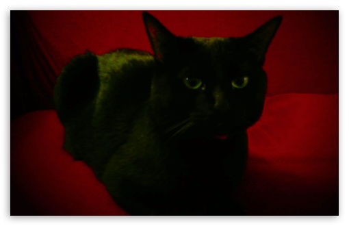 Black Cat UltraHD Wallpaper for HD 16:9 ; Widescreen 16:10 5:3 ; Fullscreen 4:3 ;