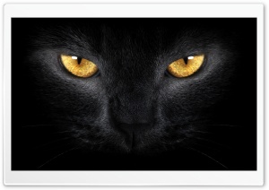 Black Cat Ultra HD Wallpaper for 4K UHD Widescreen desktop, tablet & smartphone