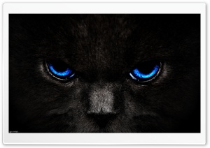 Black Cat, Blue Eyes Ultra HD Wallpaper for 4K UHD Widescreen desktop, tablet & smartphone