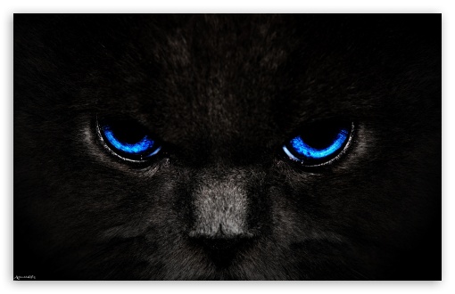 Black Cat, Blue Eyes UltraHD Wallpaper for Wide 16:10 5:3 Widescreen WHXGA WQXGA WUXGA WXGA WGA ; 8K UHD TV 16:9 Ultra High Definition 2160p 1440p 1080p 900p 720p ; UHD 16:9 2160p 1440p 1080p 900p 720p ; Mobile 5:3 16:9 - WGA 2160p 1440p 1080p 900p 720p ;