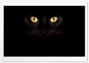 Black Cat Eyes Ultra HD Wallpaper for 4K UHD Widescreen desktop, tablet & smartphone