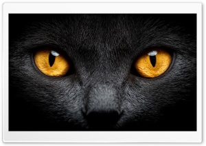 Black Cat Eyes 4K UHD Wallpaper for Widescreen and UltraWide Desktop, UltraHD TV, Smartphone, Tablet