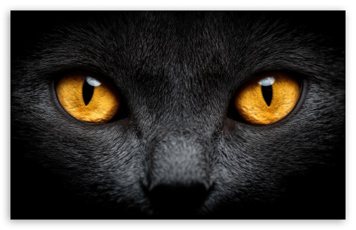 Black Cat Eyes UltraHD Wallpaper for UHD 16:9 ; HD 16:9 ; UltraWide 21:9 24:10 32:9 32:10 ; Widescreen 16:10 5:3 ; Fullscreen 4:3 5:4 3:2 ; Dual 16:10 5:3 16:9 4:3 5:4 3:2 ; Triple 16:10 5:3 16:9 4:3 5:4 3:2 ;
