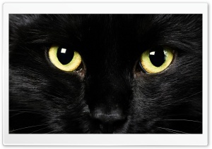 Black Cat Face Ultra HD Wallpaper for 4K UHD Widescreen desktop, tablet & smartphone