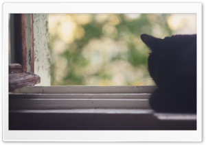 Black Cat Near Window Ultra HD Wallpaper for 4K UHD Widescreen desktop, tablet & smartphone