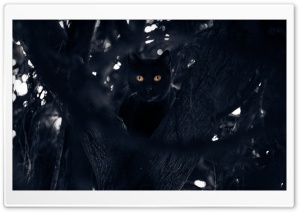 Black Cat Perched in a Tree Ultra HD Wallpaper for 4K UHD Widescreen desktop, tablet & smartphone
