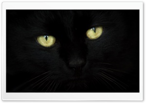 Black Cat Portrait Ultra HD Wallpaper for 4K UHD Widescreen desktop, tablet & smartphone