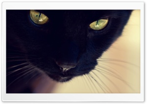 Black Cat Yellow Eyes Ultra HD Wallpaper for 4K UHD Widescreen desktop, tablet & smartphone