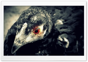 Black Chicken Portrait 4K UHD Wallpaper for Widescreen and UltraWide Desktop, UltraHD TV, Smartphone, Tablet