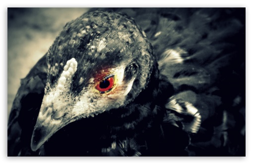 Black Chicken Portrait UltraHD Wallpaper for UHD 16:9 ; HD 16:9 ; Widescreen 16:10 5:3 ; Fullscreen 4:3 ;