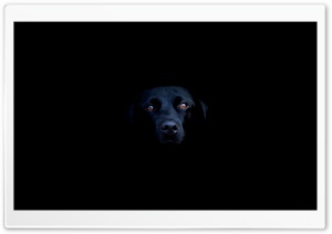 Black Dog Ultra HD Wallpaper for 4K UHD Widescreen desktop, tablet & smartphone